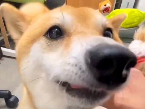 犬がいる職場で『退勤したスタッフ』が帰ってきたら…想定外の展開で見せた『熱烈大歓迎』が10万再生「大好きなんだ」「かわいい」と絶賛