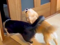 フルマラソンを完走したママ→2匹の犬と『4日ぶりに再会した』次の瞬間…思わず泣ける『おかえりなさい』が14万再生「会えて良かった」と反響