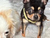 似た病気を持つ2匹の保護犬→病院に通っていたら、動物看護士が…素敵すぎる『涙が止まらない展開』に反響「私まで嬉しい…」「泣けた」と感動