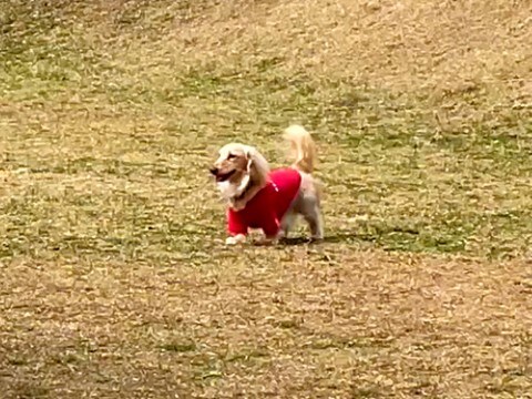 ドッグランでママとはぐれた犬→人の顔を見ながら探して…発見した瞬間の『愛にあふれたリアクション』が45万再生「めちゃ可愛い」「たまらん」