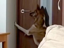 ドア前の向こう側に行きたい犬→次の瞬間…人間にしか見えない『まさかの行動』が話題「お上品で爆笑したｗｗ」「鍵閉められるようになりそう」