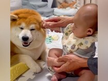 赤ちゃんがパパと一緒に『犬を撫でる練習』をした結果…永遠に続いてほしい『尊すぎる光景』が話題「天使がいる…」「モチモチとモチモチ」と悶絶
