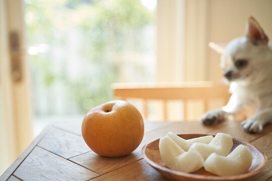 愛犬と一緒に味わえる『秋の味覚』5選　与えるメリットや量の目安、注意すべきことまで