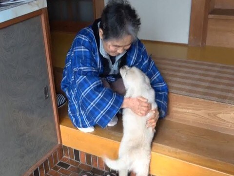 超犬好きな母に『内緒で子犬をお迎えした』結果…思わず涙が出る『尊すぎる反応』が658万再生「胸が熱くなった」「みんな可愛い」現在の姿も