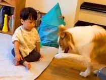 芸の練習をする賢い犬→動きを見た『小さな男の子』が、次の瞬間…思わず悶絶する『まさかの行動』が11万再生「兄弟の絆」「計算のない仕草」