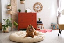 犬がいる部屋にNGな『インテリア』7選　健康被害をもたらすモノや安全に暮らすための対策とは？