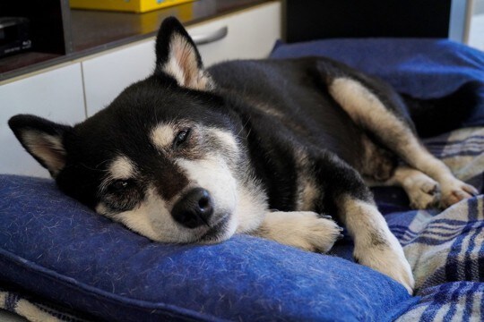 犬の『認知症』が進んだときの症状5つ　気をつけたいトラブルから対処法まで解説
