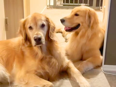 お友達のことが大好きな大型犬→顔を近づけると…あまりにも切ない『一方通行な愛』が17万再生「表情の差がありすぎｗｗ」「人間みたい」と絶賛