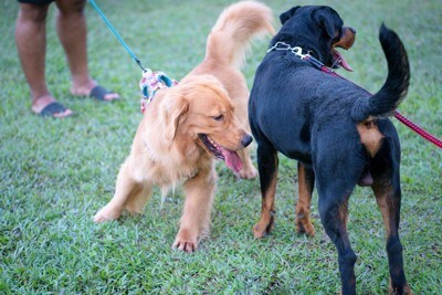 挨拶をする犬たち