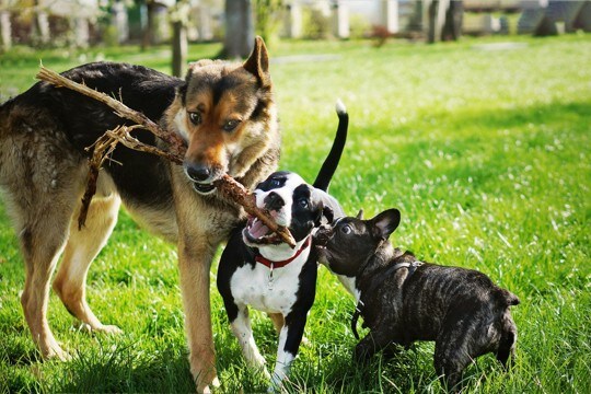 犬界で『モテる犬』に共通する特徴5選　納得の理由から人気者に育てるコツまでご紹介