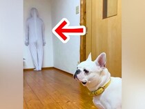 『全身タイツで壁になりきったら、犬は気づくのか』検証した結果…愛おしすぎる『予想外の展開』に反響「移動してるの爆笑したｗｗ」「最高」