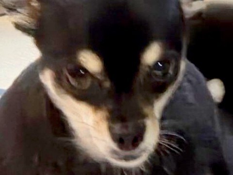 『本当にチワワ…？』ちょこんと座る小型犬を撮影→思っていたのと違う『まさかの光景』に3万いいね「ムッキムキで草」「カッコイイｗｗ」と反響