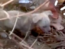 ゴミと一緒に『用水路に捨てられた子犬』を発見→保護しようとしたら…涙が止まらない『必死に自分を守ろうとする光景』が299万再生「泣いた」