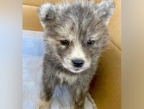 『こんなにも小さかった秋田犬の赤ちゃんが…』4年後→衝撃的な『オオカミのような現在』に反響「かっこいい」「たまらん」「可愛すぎ」と絶賛