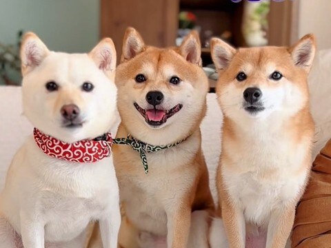 一見仲良しな『犬の3ショット』かと思いきや…明らかになった『複雑な三角関係』が47万再生「元カノｗｗ」「人間なら修羅場不可避で草」と爆笑