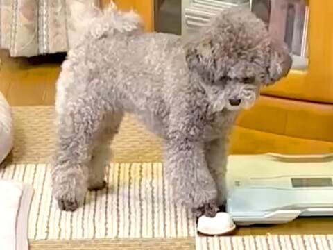 『音の鳴るおもちゃ』で遊ぶ犬→まさかの『心臓マッサージ』をする光景に1万いいね集まる「真剣なの可愛すぎる」「生き返ってー!」