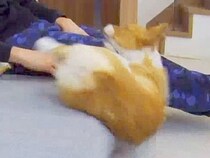 ソファの端でくつろいでいる犬→すべり落ちてしまい…思わず笑ってしまう『まさかの展開』に反響「ポヨンポヨン感がｗ」「全く動じてなくて草」