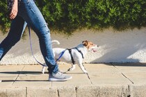 犬を危険な目に遭わせる『散歩方法』５選　重大な事故を引き起こすリスクや飼い主が心得ておくべきことまで