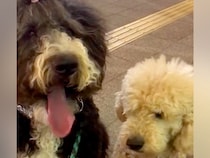 出張帰りのパパを道端で待つ『２匹の大型犬』→後ろからこっそり近づいた結果…２ヶ月ぶりの『再会の瞬間』が話題「絡まる愛情ｗ」「感動した」