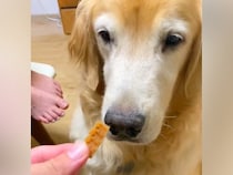 『ヨシ』と言ってもオヤツを食べない大型犬→なぜかと思ったら…涙が出るほど優しい『まさかの配慮』が34万再生「おしとやか」「泣いちゃう」