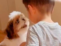 おうちに遊びに来た小さな男の子→赤ちゃん犬が『自分と同じだ』と気付いて…あまりにも尊い光景が23万再生「心が浄化される」「癒された」