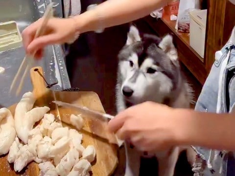 料理配信をしている女性→コメントを読んでいたら、大型犬が…想定外だった『まさかのハプニング』が95万再生「おとぼけ顔w」「賢すぎ」と反響