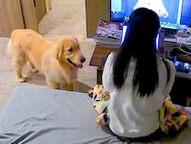 家で仕事をしていたら、大型犬が『まだやってんの？』と近づいて…構ってもらうため『一生懸命考える様子』が61万再生「戦略家」「全部可愛い」