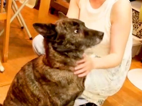 家族以外には懐かない甲斐犬→『小さい頃に遊んでくれた人』に会った結果…予想外な『まさかの行動』が10万再生「覚えてるんだ…」「賢すぎる」