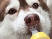 2歳の成犬ハスキー→『自認が赤ちゃんすぎる』まさかの光景に9万いいね集まる「ヒトならまだ赤ちゃんだもんｗｗ」「致死量のバブみ…」と悶絶