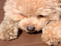 風が強すぎる日に外へ出た犬→飛ばされないように必死で…悶絶必至な『可愛すぎる光景』に24万いいね集まる「ぬいぐるみ過ぎる」「たまらん…」