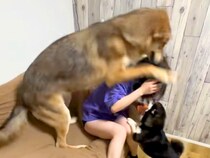 『ウルフドッグ』に愛され過ぎている女性→大きさを理解していない『尋常ではない愛情表現』が332万再生「可愛すぎるｗ」「羨ましい」と反響