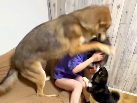 『ウルフドッグ』に愛され過ぎている女性→大きさを理解していない『尋常ではない愛情表現』が332万再生「可愛すぎるw」「羨ましい」と反響