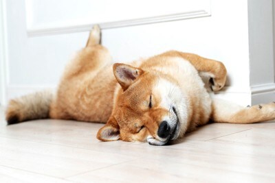 床に寝転がる柴犬