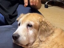 隣にいる大型犬の頭を撫でたあと『知らんぷり』してみた結果…気付いた瞬間見せた『尊いリアクション』が26万再生「なんて幸せ」「家族って感じ」