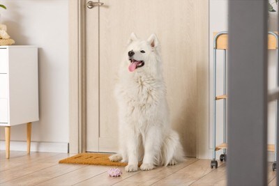 ドアの前におすわりしたサモエド