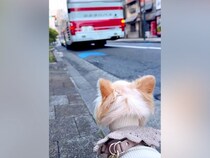 海外で単身赴任中のパパが一時帰国→愛犬と12日間過ごし、お別れの日…バスが出発した時に見せた『家族愛を感じる光景』に反響