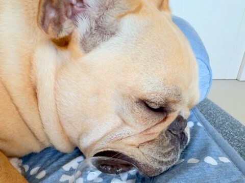 爆睡している犬→口元をよーく見てみると…まるでアニメのような『衝撃的な寝姿』が62万再生「初めて見たw」「ギネスに載せられそうw」と絶賛