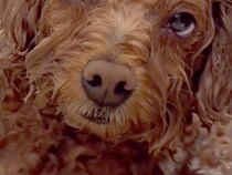 山登りから帰ってきた犬が『お風呂に浸かった』結果→限界を迎えてしまい…気持ちよすぎて『溶けてしまう光景』が28万再生「人間の赤ちゃんｗ」