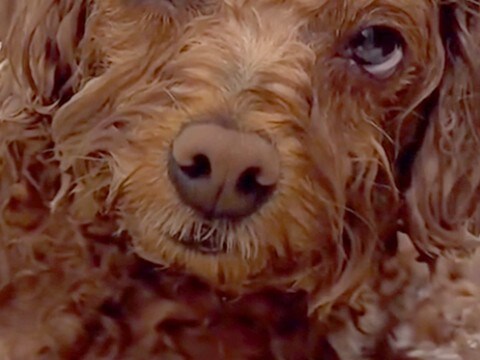 山登りから帰ってきた犬が『お風呂に浸かった』結果→限界を迎えてしまい…気持ちよすぎて『溶けてしまう光景』が28万再生「人間の赤ちゃんw」