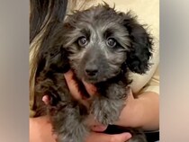 『仕事が忙しいから』と生後3ヶ月で手放された犬→愛してくれる家族と出会い…感動的な『第二の犬生のスタート』に反響「幸せに」「おめでとう」