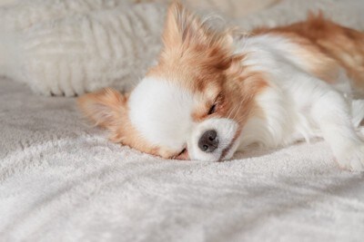 リラックスする犬