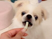 『初めての歯磨きガム』を怖がる赤ちゃん犬→兄犬がお手本を見せて…思っていたのと違う『まさかの展開』が15万再生「指ｗｗ」「愛おしすぎる」