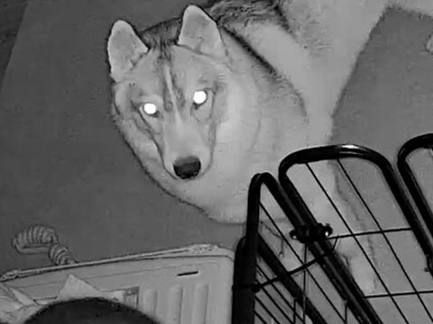 深夜1時、物音がしたので『部屋のカメラを覗いた』結果→大型犬がおやつを…想定外だった『まさかの共犯者』が465万表示「見事な結託で草」