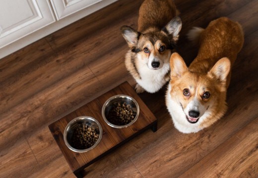 犬に合った『食事用テーブル』の選び方5選 重視すべきポイントから使用するメリットまで解説
