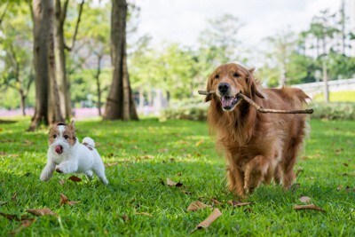 一緒に走って遊ぶゴールデンレトリバーとジャックラッセルテリア