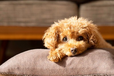 クッションの上で休むトイプードル