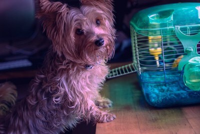 犬と小動物のケージ