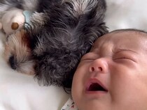 お昼寝中に赤ちゃんが大泣き→すぐ隣で寝ていた犬が…まさかの『寝かしつけ方』が尊いと話題　仲睦まじい様子に思わずほっこり