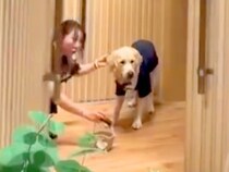 初めて『リングドッグ』に任命された大型犬→結婚式場のドアが開いた瞬間…想像以上の『お仕事っぷり』が186万再生「最高」「サービス満点」