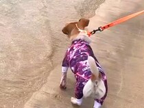 海が怖くて近づけなかった犬→急に泳ぎだしたと思ったら…まるで別犬のような『ビフォーアフター』に称賛の声「表情が違う」「すばらしい」